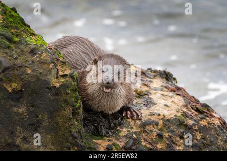 Begegnung mit wilden Ottern in Musselburgh Stockfoto