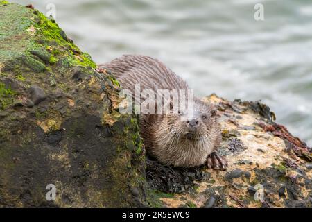 Begegnung mit wilden Ottern in Musselburgh Stockfoto