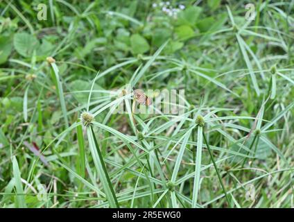 Tapetenansicht der blühenden Nussgräser (Cyperus Rotundus) mit orangefarbenem Tawny coster Schmetterling (Acraea Terpsicore) oben auf dem l Stockfoto