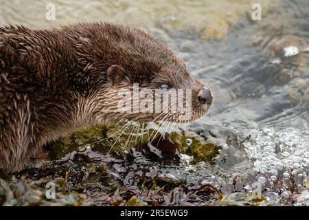 Begegnung mit wilden Ottern in Musselburgh Stockfoto