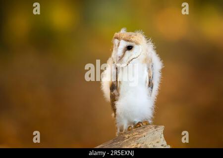 Gegen Abend mit Vogel. Am Abend auf dem Baumstamm ruhende Scheuneneule mit schönem Licht in der Nähe des Nestlochs. Wildtiere aus der Natur. Stockfoto