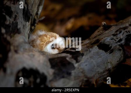 Gegen Abend mit Vogel. Junge Scheuneneule, versteckt am Abend neben dem Baumstamm, mit schönem Licht in der Nähe des Nestlochs. Wildtiere aus der Natur. Stockfoto