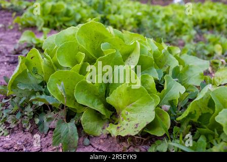 Grüner Salat (Lactuca sativa), der auf einer Gartenfläche wächst. Gesundes vegetarisches Essen - Nahaufnahme des organischen Salatfeldes. Stockfoto