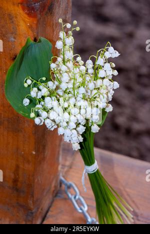 Lilie des Tals - Hochzeiten- oder Urlaubshintergrund - Lilienblüten (Convallaria majalis), kleine weiße Glocken und Lilienblätter Stockfoto