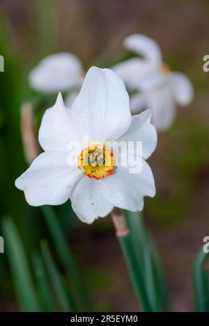 Narzissen des blühenden Dichters - Narcissus poeticus, auch Narcis, Fasanenauge, Findern Flower und Pinkster Lily Stockfoto