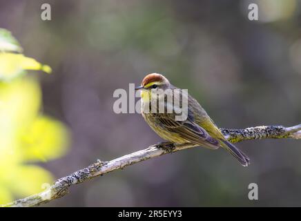 Im Frühling auf einem Ast in Ottawa, Kanada, stand ein Palmenwäscher Stockfoto