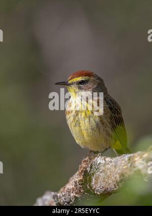 Im Frühling auf einem Ast in Ottawa, Kanada, stand ein Palmenwäscher Stockfoto