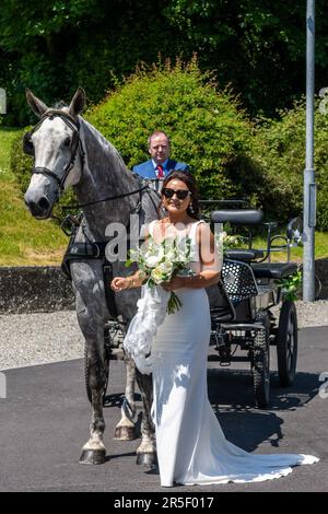 Timoleague, West Cork, Irland. 3. Juni 2023. An einem heißen, sonnigen Tag in Timoleague kommt Laura O'Donovan aus Timoleague auf ihrer Hochzeit mit Cillian Cullinane mit dem Kutschfahrer Denis O'Donoghue an, der von „Stella“, dem irischen Zuchtschiff, gezogen wird. Kredit: AG News/Alamy Live News Stockfoto
