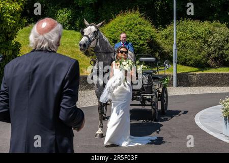 Timoleague, West Cork, Irland. 3. Juni 2023. An einem heißen, sonnigen Tag in Timoleague kommt Laura O'Donovan aus Timoleague auf ihrer Hochzeit mit Cillian Cullinane mit dem Kutschfahrer Denis O'Donoghue an, der von „Stella“, dem irischen Zuchtschiff, gezogen wird. Kredit: AG News/Alamy Live News Stockfoto