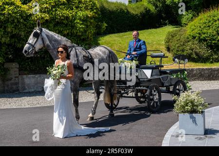 Timoleague, West Cork, Irland. 3. Juni 2023. An einem heißen, sonnigen Tag in Timoleague kommt Laura O'Donovan aus Timoleague auf ihrer Hochzeit mit Cillian Cullinane mit dem Kutschfahrer Denis O'Donoghue an, der von „Stella“, dem irischen Zuchtschiff, gezogen wird. Kredit: AG News/Alamy Live News Stockfoto