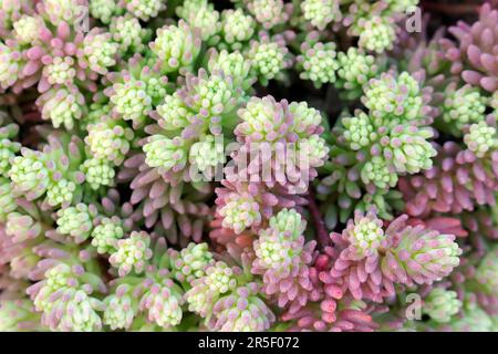 Saftige Jelly Bean, Sedum rubrotinctum oder Sedum, saftige Pflanze, die im Garten wächst. Outdoor-Aufnahmen Stockfoto