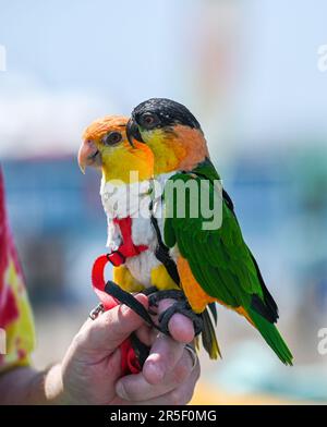 Brighton UK 3. Juni 2023 - Eine Familie aus London mit ihren Papageien bekam großes Interesse von Besuchern, die einen heißen sonnigen Tag an der Küste von Brighton genossen: Credit Simon Dack / Alamy Live News Stockfoto