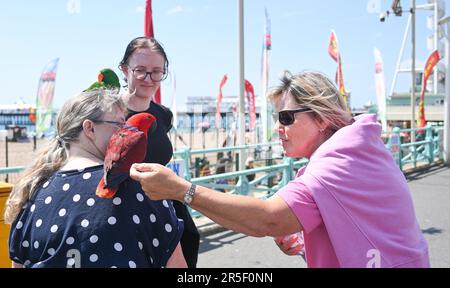 Brighton UK 3. Juni 2023 - Eine Familie aus London mit ihren Papageien bekam großes Interesse von Besuchern, die einen heißen sonnigen Tag an der Küste von Brighton genossen: Credit Simon Dack / Alamy Live News Stockfoto