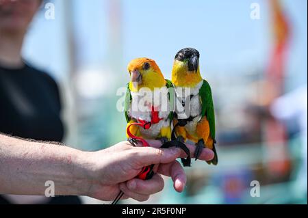 Brighton UK 3. Juni 2023 - Eine Familie aus London mit ihren Papageien bekam großes Interesse von Besuchern, die einen heißen sonnigen Tag an der Küste von Brighton genossen: Credit Simon Dack / Alamy Live News Stockfoto
