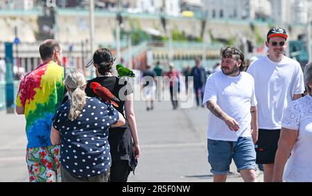 Brighton UK 3. Juni 2023 - Eine Familie aus London mit ihren Papageien bekam großes Interesse von Besuchern, die einen heißen sonnigen Tag an der Küste von Brighton genossen: Credit Simon Dack / Alamy Live News Stockfoto