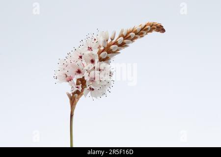 Persicaria affinis „Darjeeling Red“ vor weißem Hintergrund Stockfoto