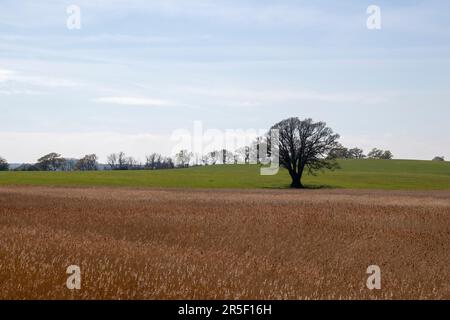 Eine einsame Eiche in Levington, Suffolk, England, Großbritannien Stockfoto