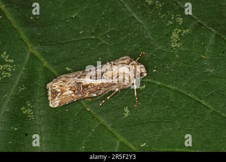 Archer's Dart (eulenfalter vestigialis) Erwachsenen auf Blatt Eccles-on-Sea, Norfolk September Stockfoto