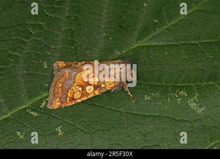 Frosted Orange Moth (Gortyna flavago) Erwachsenen in Ruhe om Blatt Eccles-on-Sea, Norfolk September Stockfoto