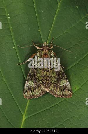 Grüne Bögen (Anaplectoides prasina) Erwachsenen auf Blatt Eccles-on-Sea, Norfolk Juni Stockfoto