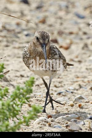 Dunlin (Calidris alpina): Juvenile Walking am Sandstrand Eccles-on-Sea, Norfolk, Großbritannien August Stockfoto