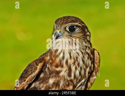 Merlin (Falco columbarius aesalon) in der Nähe der Leiter der ersten Winter männlichen Prediger-on-Sea, Norfolk September Stockfoto