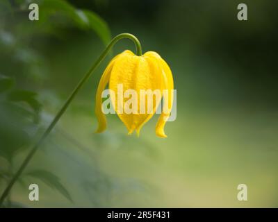 Eine Clematis Tangutica Blume mit ihren wunderschönen gelben Blütenblättern. Fotografiert vor einem unscharfen grünen Blatthintergrund Stockfoto