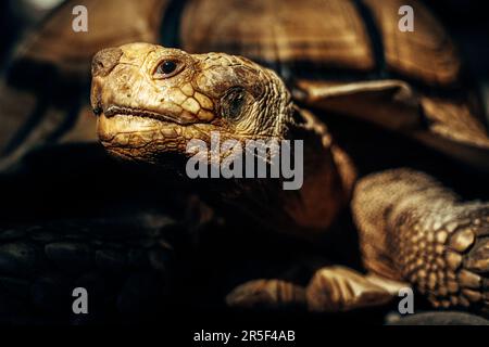 Porträt einer riesigen Schildkröte mit wunderschönem Licht Stockfoto