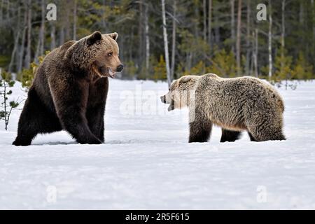 bärenmutter verteidigt seine Jungen vor einem männlichen Bären Stockfoto