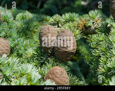 Kiefernzapfen auf Tannenbaum Stockfoto