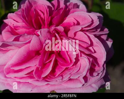 Rosa Gertrude Jekyll englische Strauchrose Stockfoto