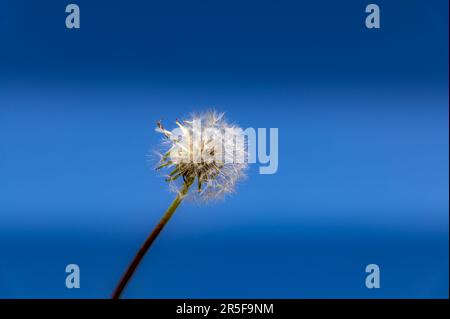 Eine Löwenzahnuhr mit blauem, klarem Himmel im Hintergrund Stockfoto