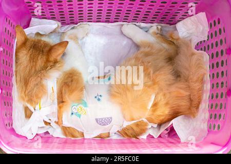 Eine Ingwerkatze, die nach einer Sterilisationsoperation unter Narkose verband, liegt in einem Träger. Veterinär- und Tierpflege. Stockfoto