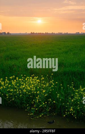 Die Sonne geht über niederländischem Grasland mit leuchtend gelben blühenden Rapssamen im Vordergrund unter Stockfoto