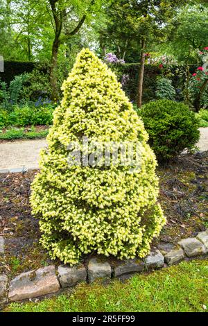 Gelbzwerg Alberta Fichte (Picea glauca 'Conica Yellow') in einem botanischen Garten Stockfoto