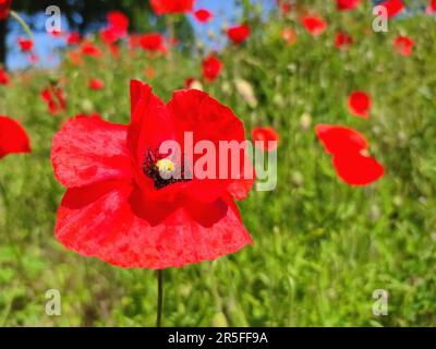 Rote Mohnblumen auf einem Feld Stockfoto