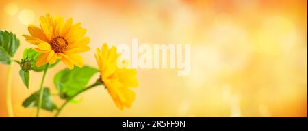 Wunderschöne gelbe Blumen auf verschwommenem Hintergrund mit Bokeh und Kopierbereich. Herbst oder Sommer mit festlichem natürlichen Hintergrund. Stockfoto