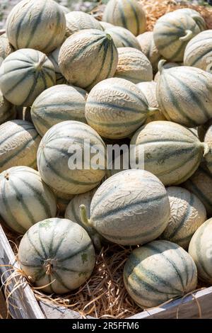 Melonen aus Cavaillon, reife Runde charentais Honig melone Melonen auf dem lokalen Markt in der Provence, Frankreich, in der Nähe Stockfoto