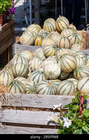 Melonen aus Cavaillon, reife Runde charentais Honig melone Melonen auf dem lokalen Markt in der Provence, Frankreich, in der Nähe Stockfoto