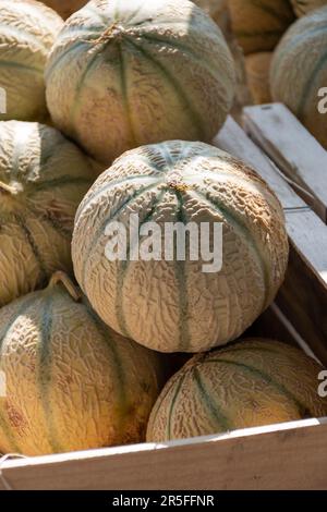 Gelber Honig aus Cavaillon, reife runde Charentais Honig-Cantaloupe Melonen auf lokalem Markt in der Provence, Frankreich, aus nächster Nähe Stockfoto
