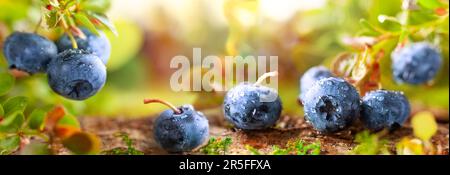Frische und reife Blaubeeren mit grünen Blättern, die in einem Herbstwald wachsen. Konzept gesunder und biologischer Lebensmittel. Makro, Weichzeichner Stockfoto
