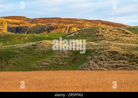 Die Küste der Machir Bay. Das grasbedeckte Hinterland von Machir Bay, Islay, in der Nähe von Kilchoman, Islay, Argyll und Bute, Schottland . Stockfoto