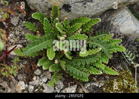 Natürliche Nahaufnahme auf dem Rustyback Fern, Asplenium ceterach wächst zwischen Steinen Stockfoto