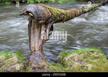 Über den Fluss erstreckt sich ein Biber-Baum, der eine natürliche Brücke für Wildtiere und ein Hindernis für abenteuerlustige Kajakfahrer bildet. Stockfoto