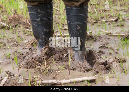 Nach dem heftigen Regen steht der Bauer in seinen Gummistiefeln auf dem schlammigen Getreidefeld. Stockfoto