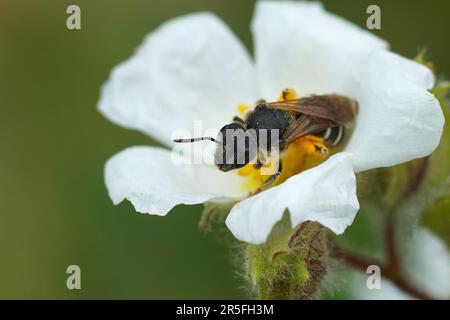 Natürliche Nahaufnahme einer weiblichen Furchenbiene, Halictus, auf einer weißen Felsenrose, Helianthemum apenninum Stockfoto