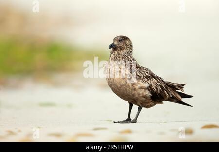 Nahaufnahme von Great Skua an einer sandigen Küstenregion, Großbritannien. Stockfoto