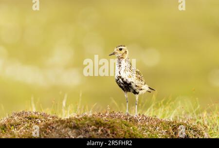 European Golden Plover in Feuchtgebieten im Sommer, Bressay, Schottland, Großbritannien. Stockfoto