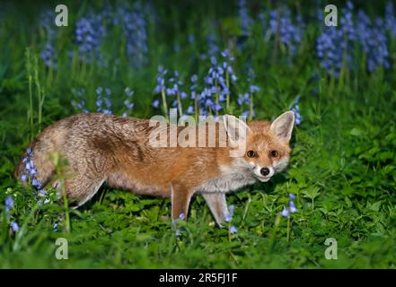 Nahaufnahme eines Rotfuchs (Vulpes vulpes) inmitten der Blauen Glocke im Frühjahr, Großbritannien. Stockfoto