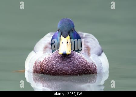 Nahaufnahme einer Stockenten (Netta rufina) in Water, UK. Stockfoto